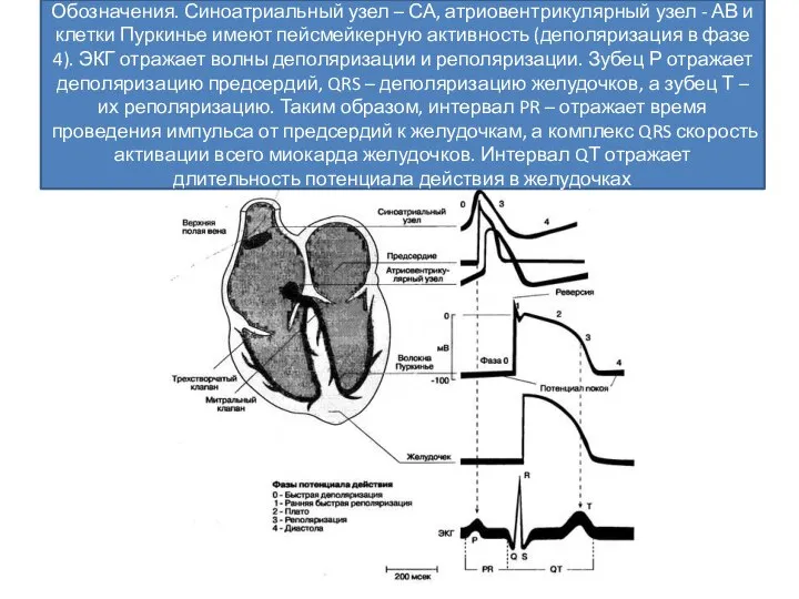 Обозначения. Синоатриальный узел – СА, атриовентрикулярный узел - АВ и клетки Пуркинье