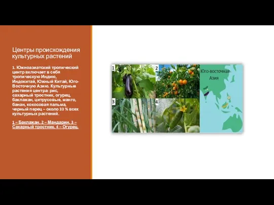 Центры происхождения культурных растений 1. Южноазиатский тропический центр включает в себя тропическую