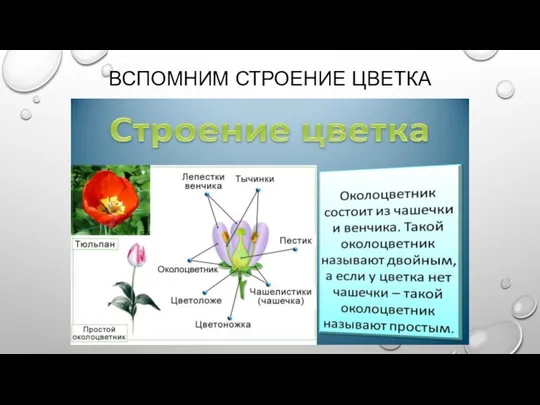 ВСПОМНИМ СТРОЕНИЕ ЦВЕТКА