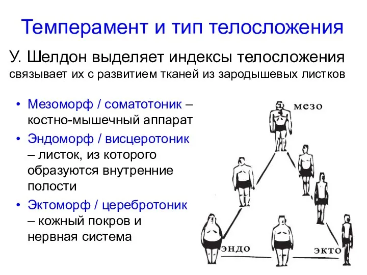 Мезоморф / соматотоник – костно-мышечный аппарат Эндоморф / висцеротоник – листок, из