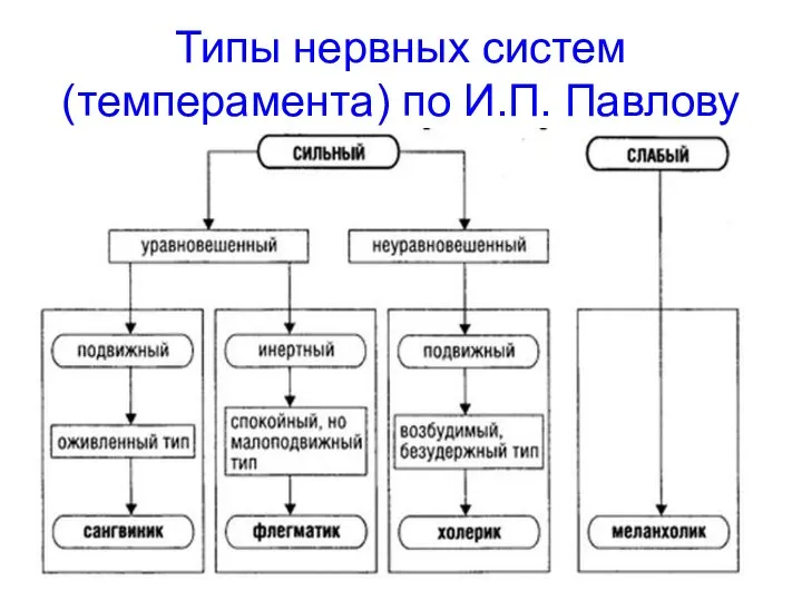 Типы нервных систем (темперамента) по И.П. Павлову