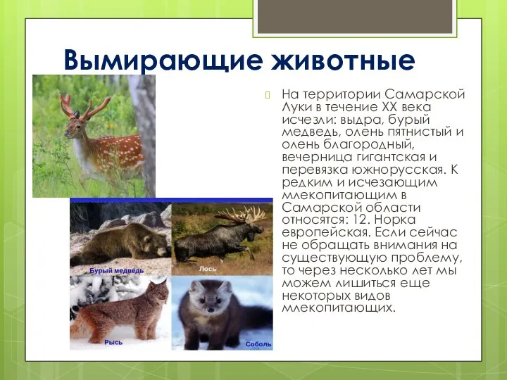 Вымирающие животные На территории Самарской Луки в течение ХХ века исчезли: выдра,