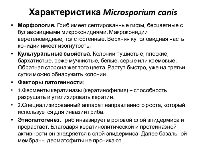 Характеристика Microsporium canis Морфология. Гриб имеет септированные гифы, бесцветные с булавовидными микроконидиями.