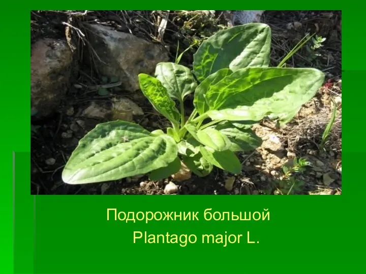 Подорожник большой Plantago major L.