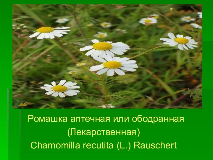 Ромашка аптечная или ободранная (Лекарственная) Chamomilla recutita (L.) Rauschert