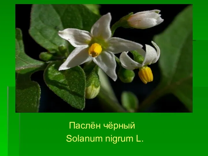 Паслён чёрный Solanum nigrum L.