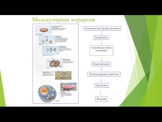 Молекулярная иерархия Неорганические предшественники Метаболиты Строительные блоки (мономеры) Макромолекулы Надмолекулярные комплексы Органеллы Клетка