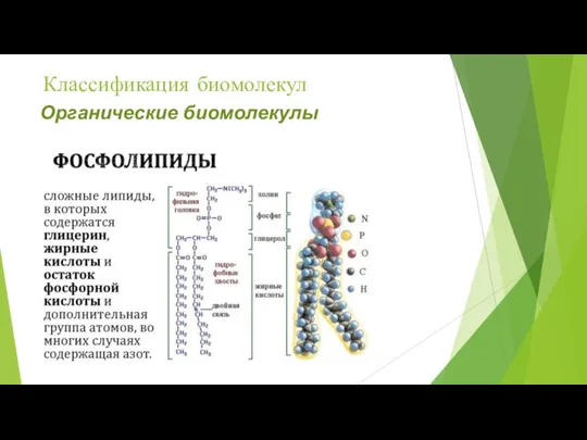 Классификация биомолекул Органические биомолекулы