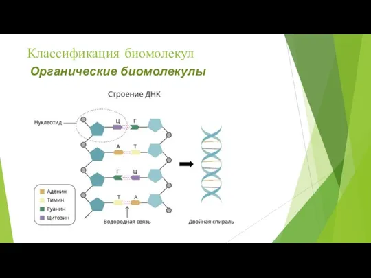 Классификация биомолекул Органические биомолекулы