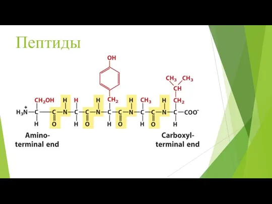 Пептиды