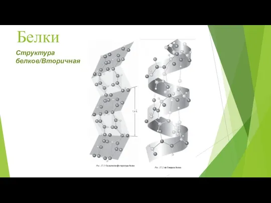 Белки Структура белков/Вторичная