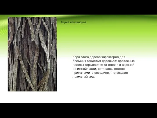 Кария яйцевидная Кора этого дерева характерна для больших тенистых деревьев: древесные полосы