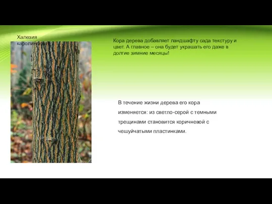 Халезия каролинская Кора дерева добавляет ландшафту сада текстуру и цвет. А главное