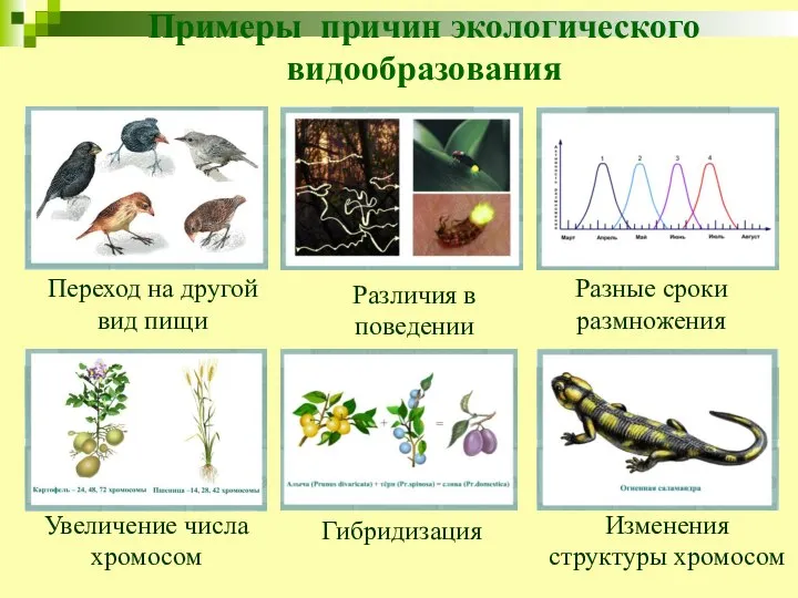 Примеры причин экологического видообразования Переход на другой вид пищи Различия в поведении