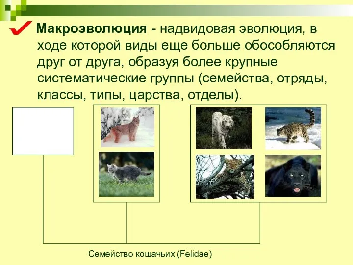 Макроэволюция - надвидовая эволюция, в ходе которой виды еще больше обособляются друг