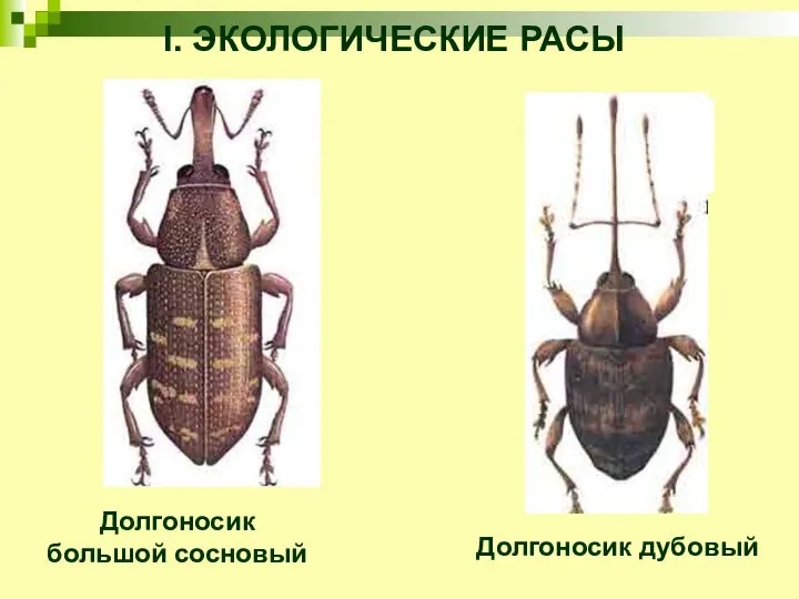 I. ЭКОЛОГИЧЕСКИЕ РАСЫ Долгоносик большой сосновый Долгоносик дубовый