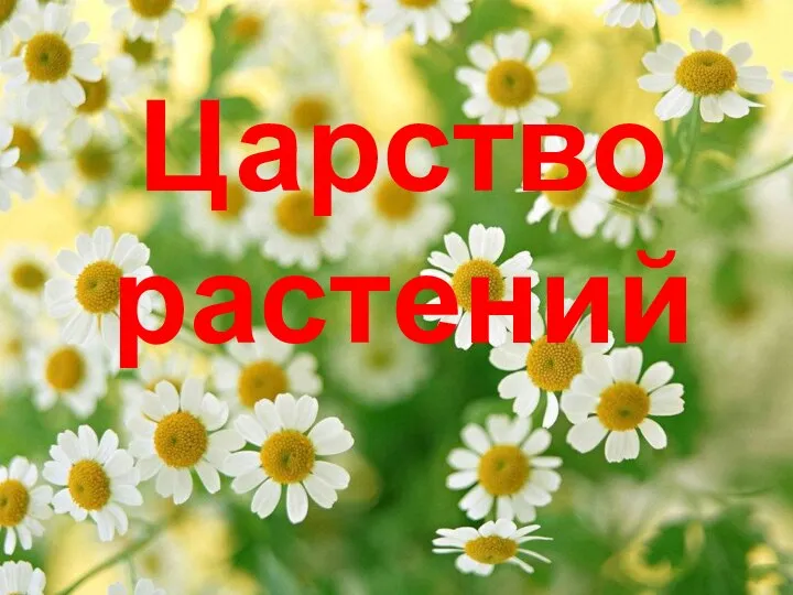 Царство растений