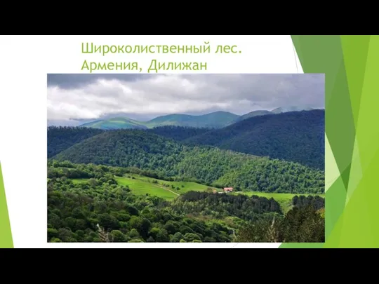 Широколиственный лес. Армения, Дилижан