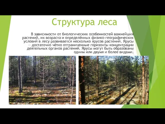 Структура леса В зависимости от биологических особенностей важнейших растений, их возраста и