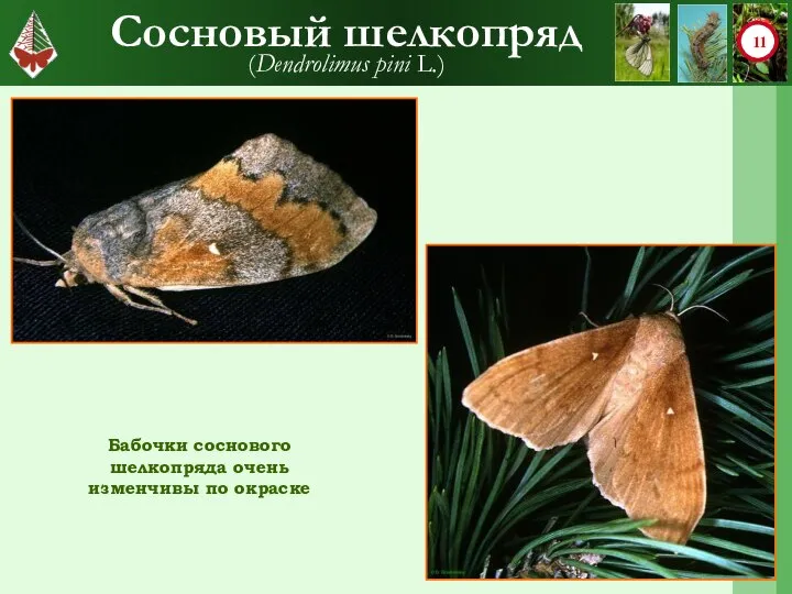 Сосновый шелкопряд (Dendrolimus pini L.) Бабочки соснового шелкопряда очень изменчивы по окраске