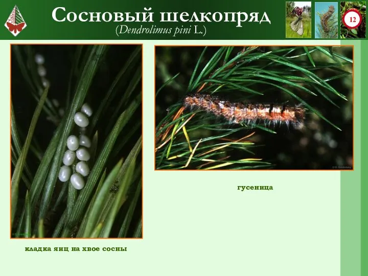 Сосновый шелкопряд (Dendrolimus pini L.) гусеница кладка яиц на хвое сосны