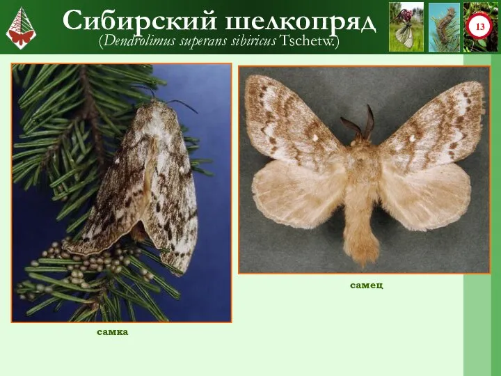 Сибирский шелкопряд (Dendrolimus superans sibiricus Tschetw.) самка самец