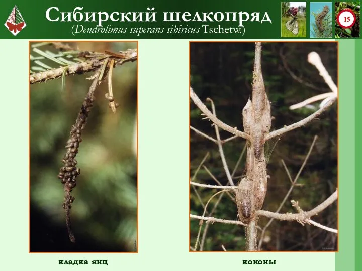 Сибирский шелкопряд (Dendrolimus superans sibiricus Tschetw.) кладка яиц коконы