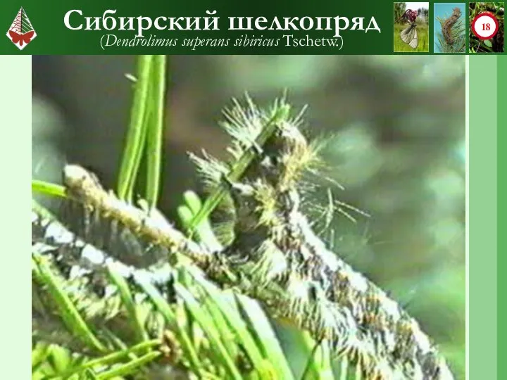 Сибирский шелкопряд (Dendrolimus superans sibiricus Tschetw.)