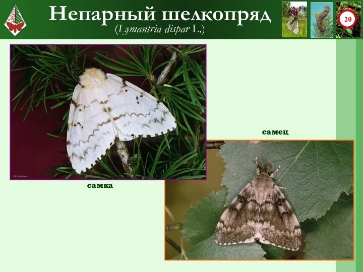 Непарный шелкопряд (Lymantria dispar L.) cамка cамец