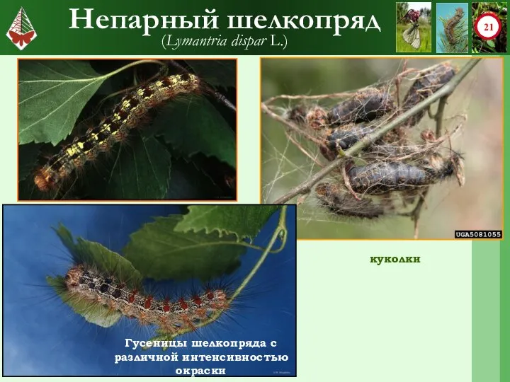 Непарный шелкопряд (Lymantria dispar L.) куколки Гусеницы шелкопряда с различной интенсивностью окраски