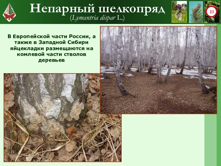 Непарный шелкопряд (Lymantria dispar L.) В Европейской части России, а также в