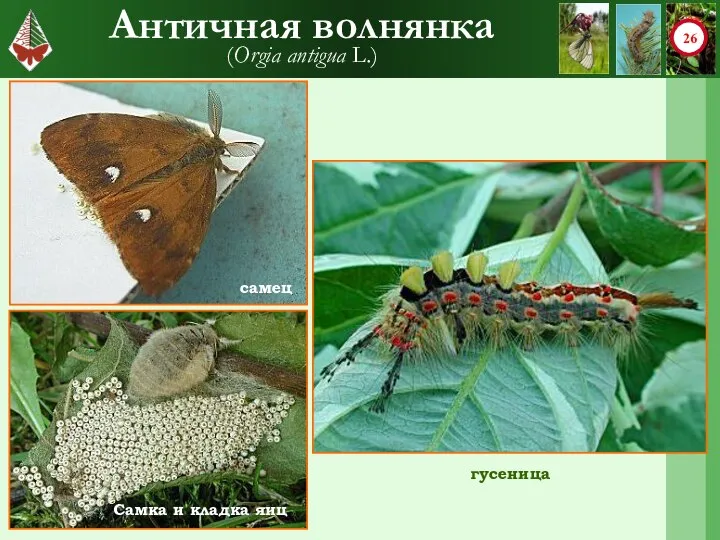 Античная волнянка (Orgia antigua L.) гусеница самец Самка и кладка яиц