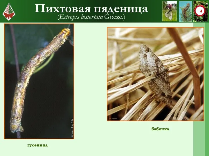 Пихтовая пяденица (Ectropis bistortata Goeze.) гусеница бабочка