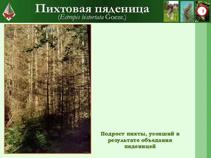 Пихтовая пяденица (Ectropis bistortata Goeze.) Подрост пихты, усохший в результате объедания пяденицей