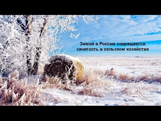 Зимой в России сокращается занятость в сельском хозяйстве