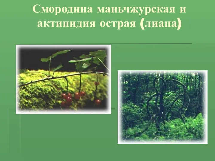 Смородина маньчжурская и актинидия острая (лиана)