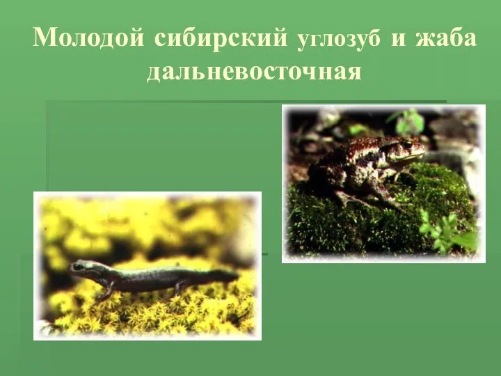 Молодой сибирский углозуб и жаба дальневосточная