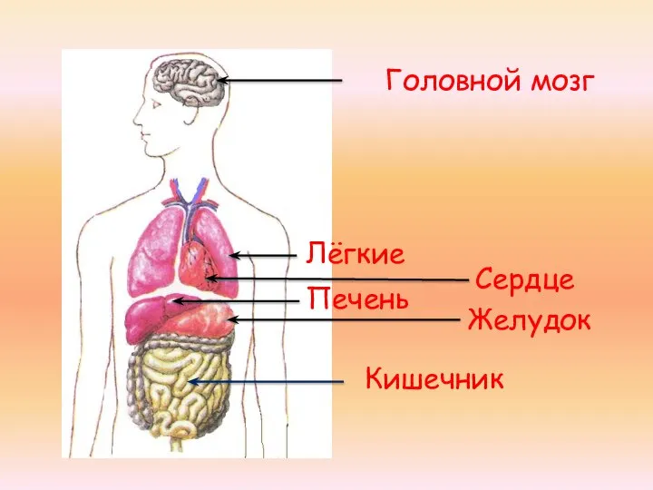 Головной мозг Лёгкие Сердце Печень Желудок Кишечник