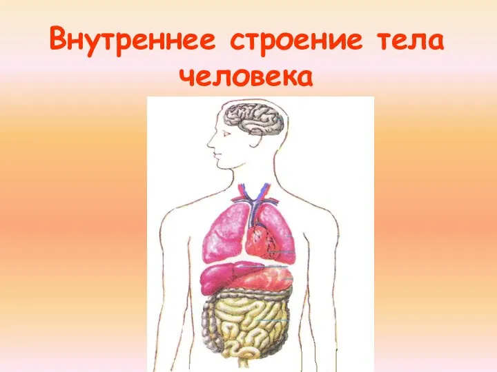 Внутреннее строение тела человека