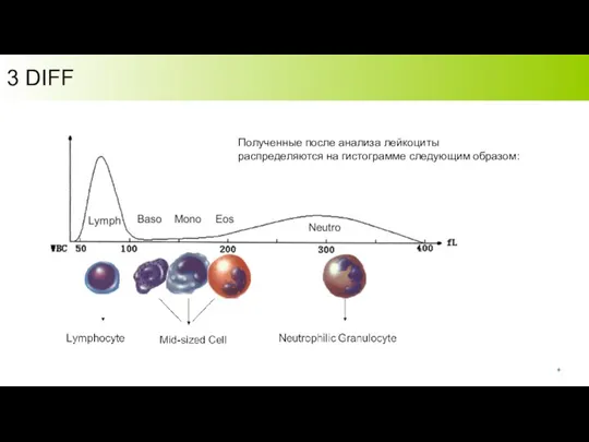 3 DIFF Полученные после анализа лейкоциты распределяются на гистограмме следующим образом: