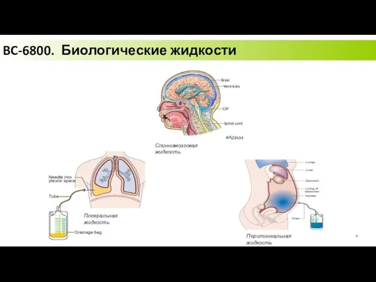 BC-6800. Биологические жидкости