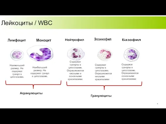 Лейкоциты / WBC Наименьший размер. Не содержат гранул в цитоплазме. Наибольший размер.