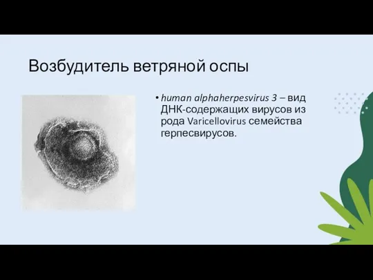 Возбудитель ветряной оспы human alphaherpesvirus 3 – вид ДНК-содержащих вирусов из рода Varicellovirus семейства герпесвирусов.