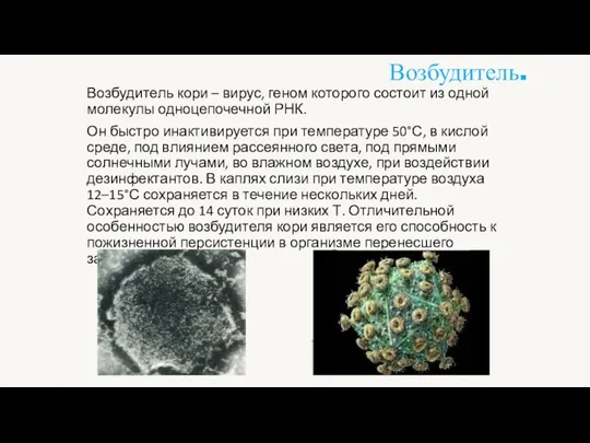 Возбудитель. Возбудитель кори – вирус, геном которого состоит из одной молекулы одноцепочечной