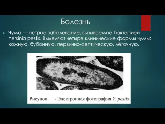 Болезнь Чума — острое заболевание, вызываемое бактерией Yersinia pestis. Выделяют четыре клинические