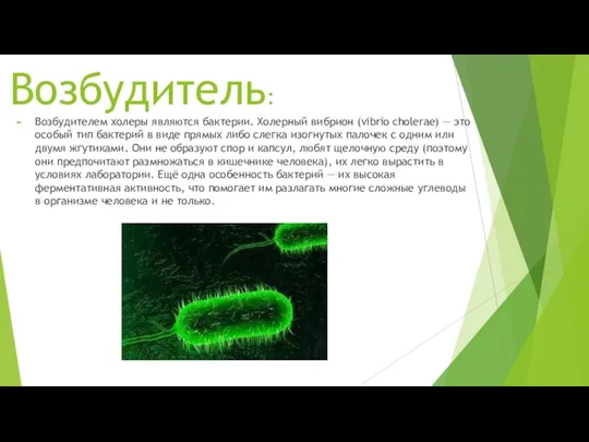 Возбудитель: Возбудителем холеры являются бактерии. Холерный вибрион (vibrio cholerae) — это особый