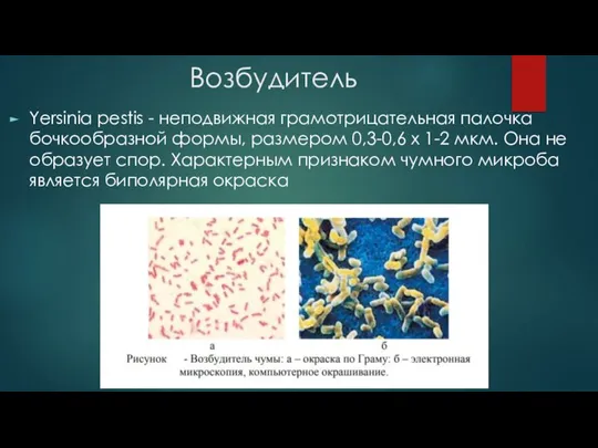 Возбудитель Yersinia pestis - неподвижная грамотрицательная палочка бочкообразной формы, размером 0,3-0,6 x