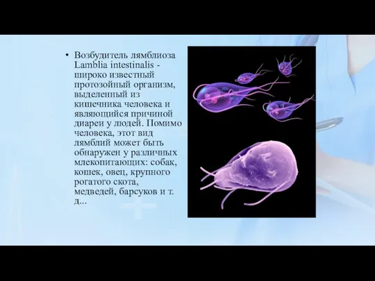 Возбудитель лямблиоза Lamblia intestinalis - широко известный протозойный организм, выделенный из кишечника