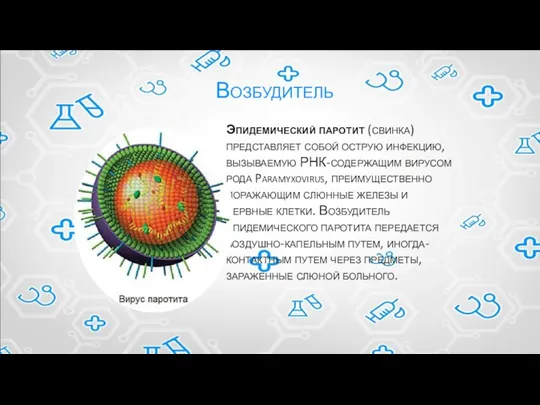 Эпидемический паротит (свинка) представляет собой острую инфекцию, вызываемую РНК-содержащим вирусом рода Paramyxovirus,