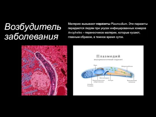 Возбудитель заболевания Малярию вызывают паразиты Plasmodium. Эти паразиты передаются людям при укусах